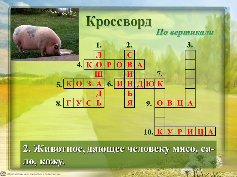 Кроссворд 2. Животное, дающее человеку мясо, са- ло, кожу. По вертикали